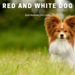 Red And White Dog : Rarity, Temperament, 3 Cool Pics