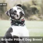 Reverse Brindle Pitbull