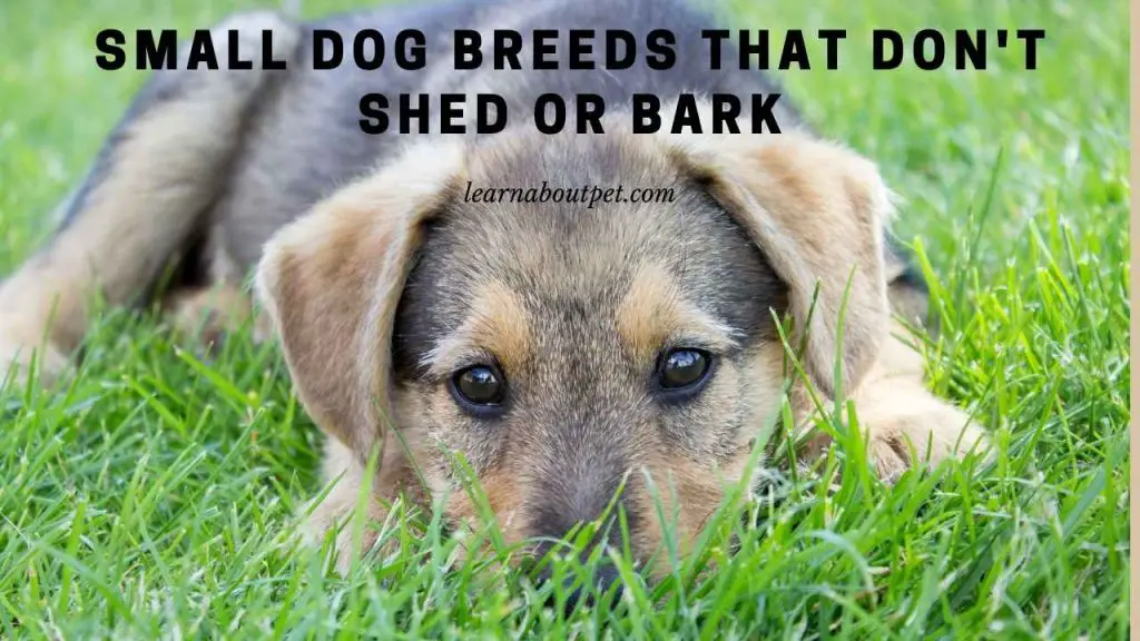 Small dog breeds that don't shed or bark