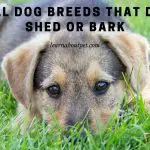 Small Dog Breeds That Don't Shed Or Bark : 7 Cool Facts