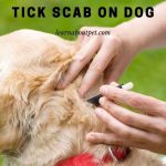 Tick scab on dog