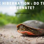 Turtle Hibernation