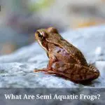 Semi Aquatic Frogs : (9 Interesting Facts)