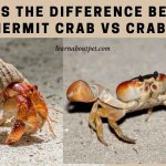 hermit crab vs crab