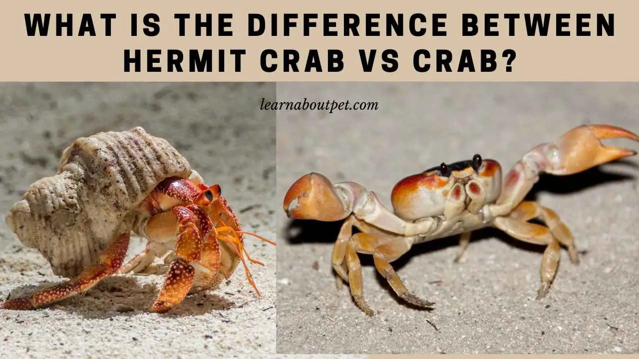 Hermit Crab Vs Crab 4 Clear Differences And Pictures 2023