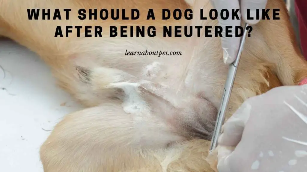 what-to-expect-when-you-neuter-your-dog-neutering-dogs-dog-spay