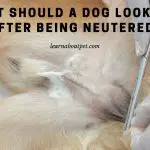 What Should A Dog Look Like After Being Neutered? (9 Clear Facts)