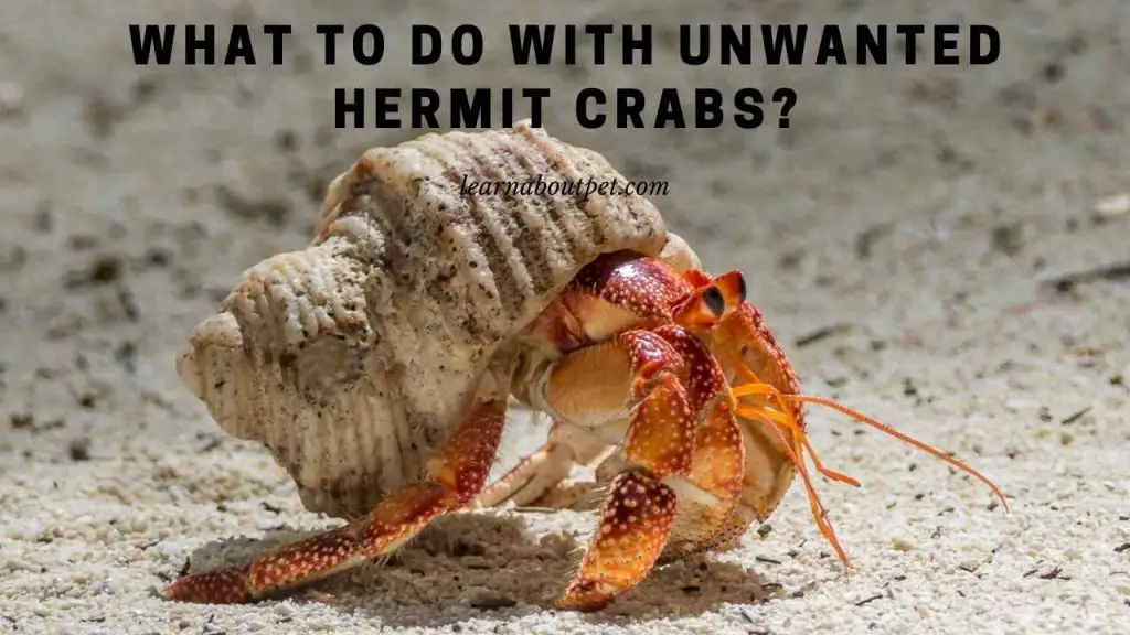 What to do with unwanted hermit crabs