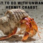 What to do with unwanted hermit crabs
