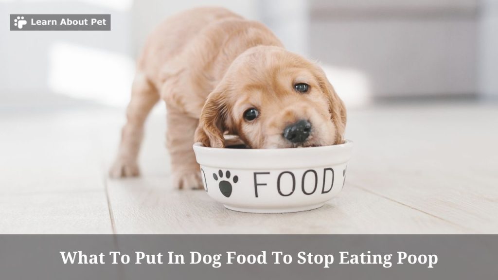 What To Put In Dog Food To Stop Eating Poop? (7 Clear Facts)