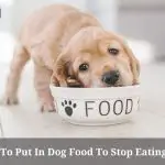 What To Put In Dog Food To Stop Eating Poop? (7 Clear Facts)