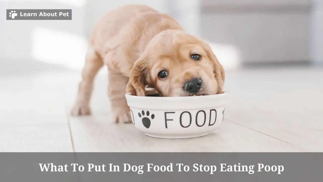 what-to-put-in-dog-food-to-stop-eating-poop-7-clear-facts
