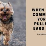When I give commands Yorkie pulls his ears back