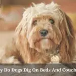 Why Do Dogs Dig On Beds And Couches? (9 Clear Facts)