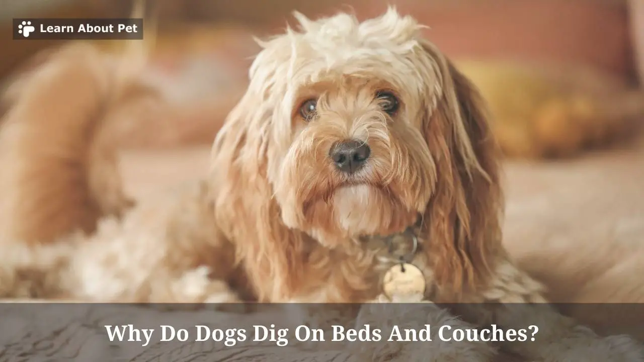 Why Do Dogs Dig On Beds And Couches? (9 Clear Facts) 2023