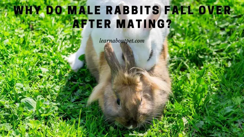 Why Do Male Rabbits Fall Over After Mating? (7 Clear Facts)