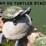 Why Do Turtles Stack? (9 Interesting Turtle Stacking Facts)
