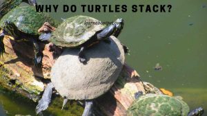 Why Do Turtles Stack? (9 Interesting Turtle Stacking Facts)