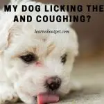 Why Is My Dog Licking The Floor And Coughing? 9 Clear Reasons
