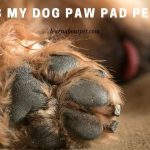 Dog Paw Pad Peeling : 9 Clear Reasons Why Dog's Paw Pad Came Off