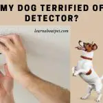 Dog Terrified Of Smoke Detector : (9 Interesting Facts)