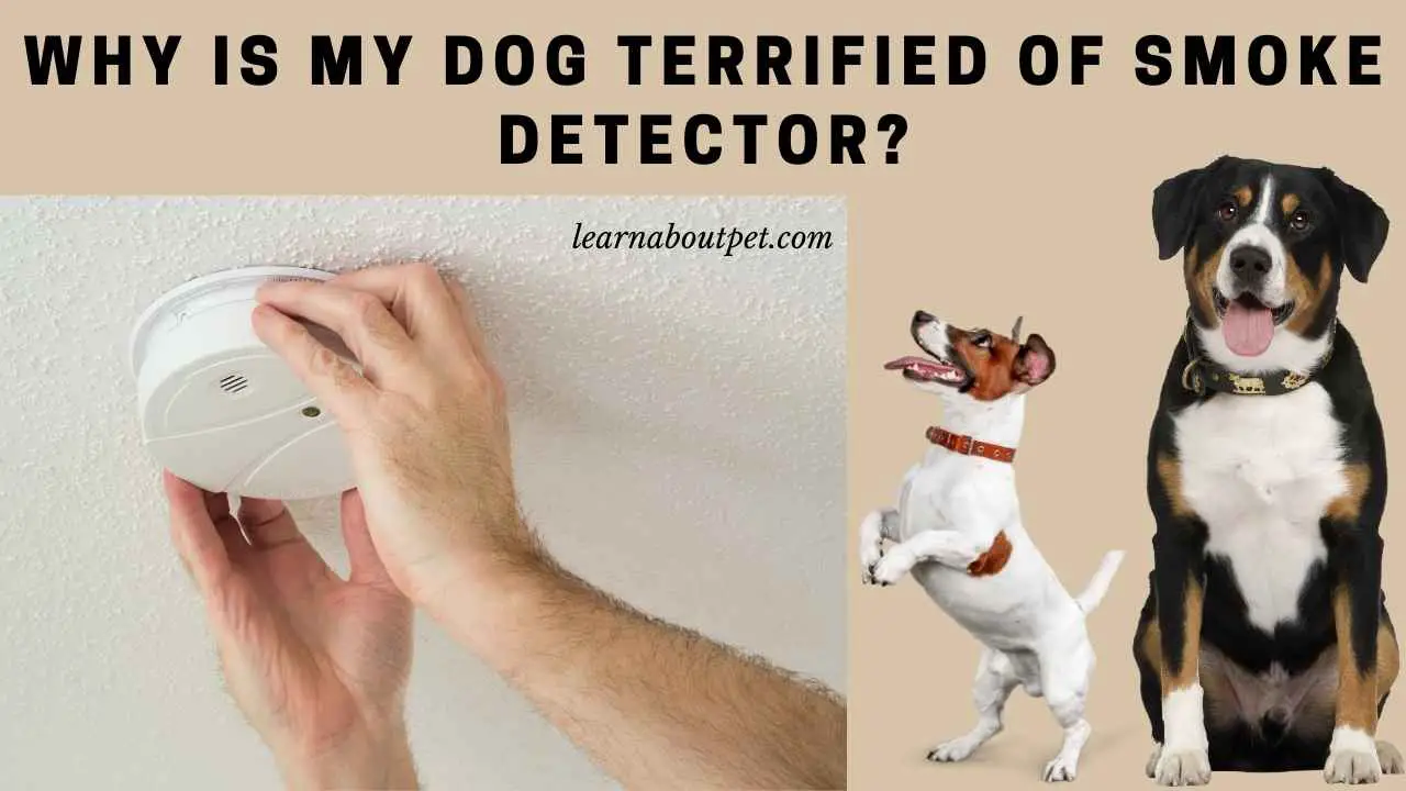 Dog Terrified Of Smoke Detector : (9 Interesting Facts) - 2022