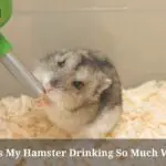 Why Is My Hamster Drinking So Much Water? (9 Clear Facts)