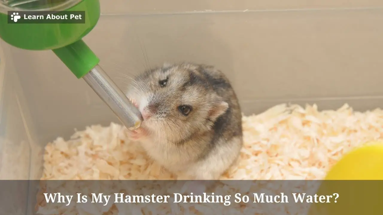 Why Is My Hamster Drinking So Much Water? (9 Clear Facts) 2024