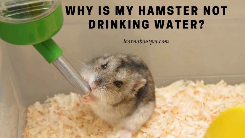 Why is my hamster not drinking water
