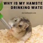 Why Is My Hamster Not Drinking Water? 9 Menacing Facts
