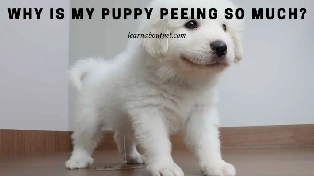 Why Is My Puppy Peeing So Much? (9 Clear Reasons) 2022