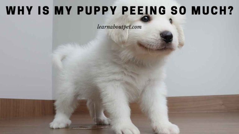  why is my puppy peeing so much 9 clear reasons 2022