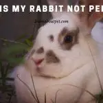 Why Is My Rabbit Not Peeing? (9 Clear Reasons)