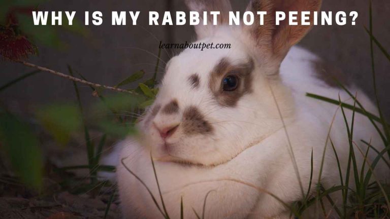 Why Is My Rabbit Not Peeing? (9 Clear Reasons) - 2023