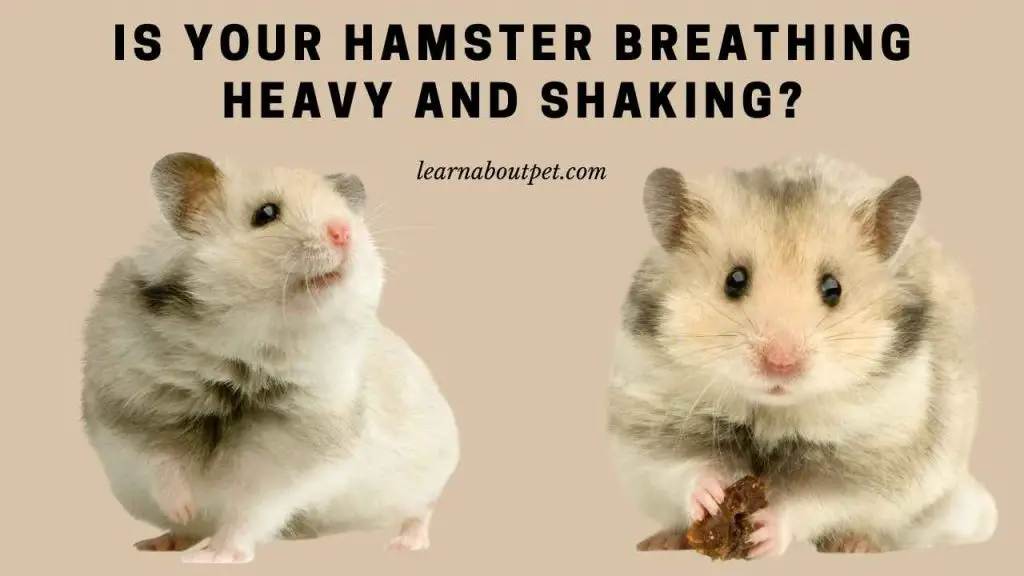 Hamster breathing heavy and shaking