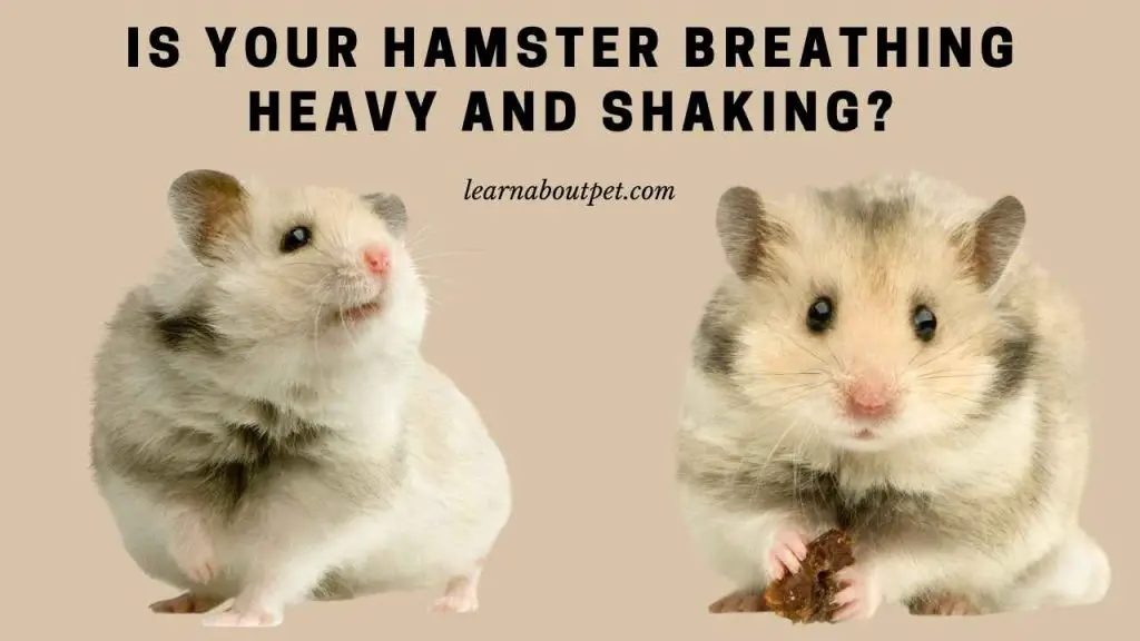 Hamster Breathing Heavy And Shaking 7 Clear Reasons 2023