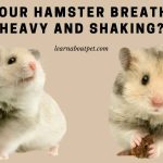 Hamster breathing heavy and shaking