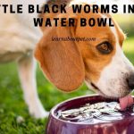 Little Black Worms In Dog Water Bowl : 7 Menacing Facts