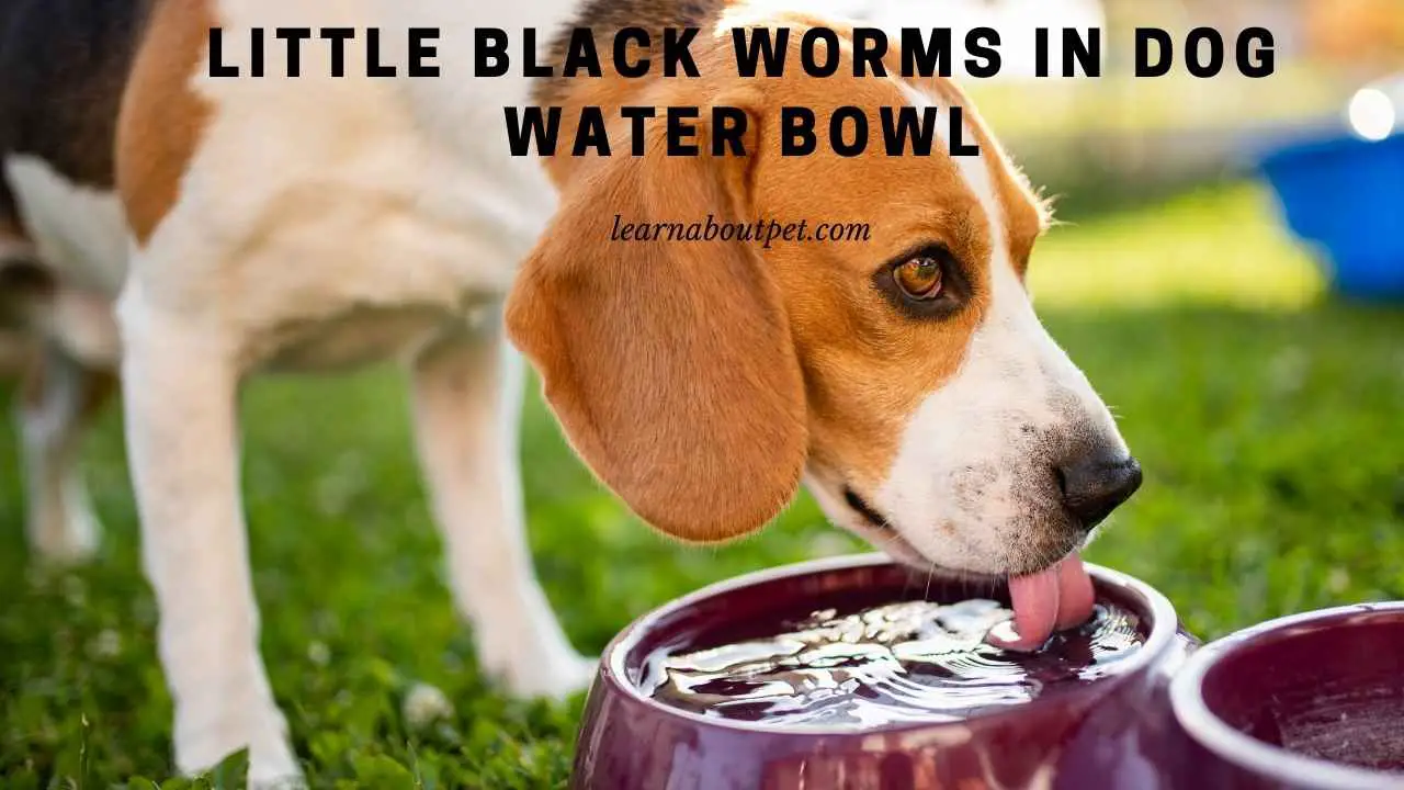 Little Black Worms In Dog Water Bowl 7 Menacing Facts 2024