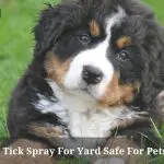Are Tick Spray For Yard Safe For Pets? 9 Clear Facts