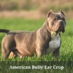 American Bully Ear Crop