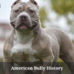 American Bully History : (9 Interesting Facts) American Bully History