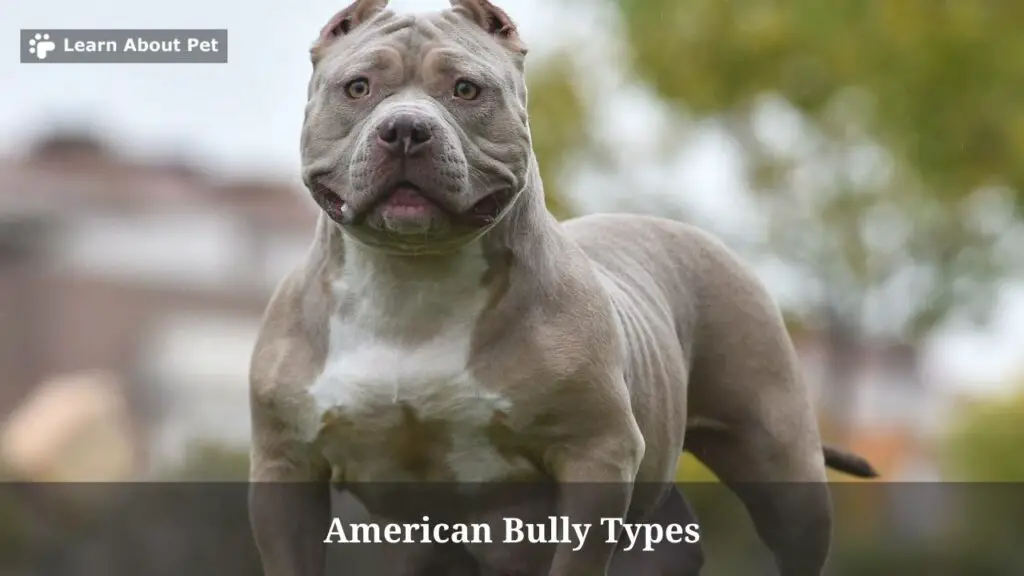 American Bully Types : (5 Clear Types) - 2024