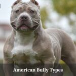 American Bully Types : (5 Clear Types)