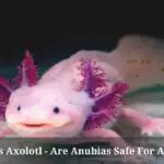 Anubias Axolotl : Are Anubias Safe For Axolotls? 7 Cool Facts