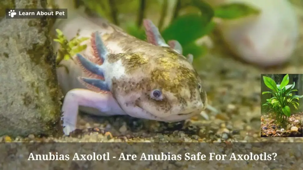 Are anubias safe for axolotls