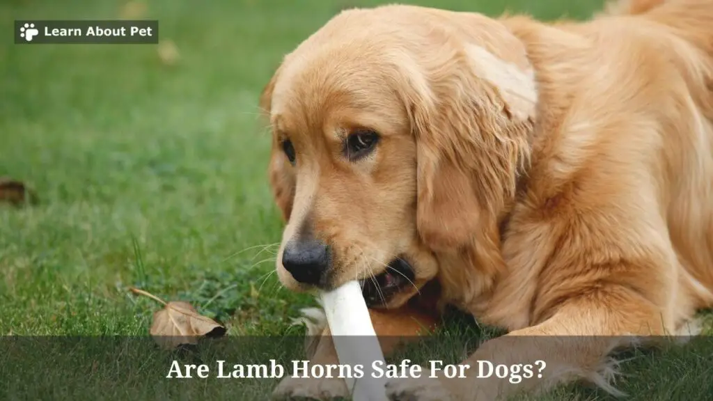 Are lamb horns safe for dogs