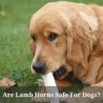 Are Lamb Horns Safe For Dogs