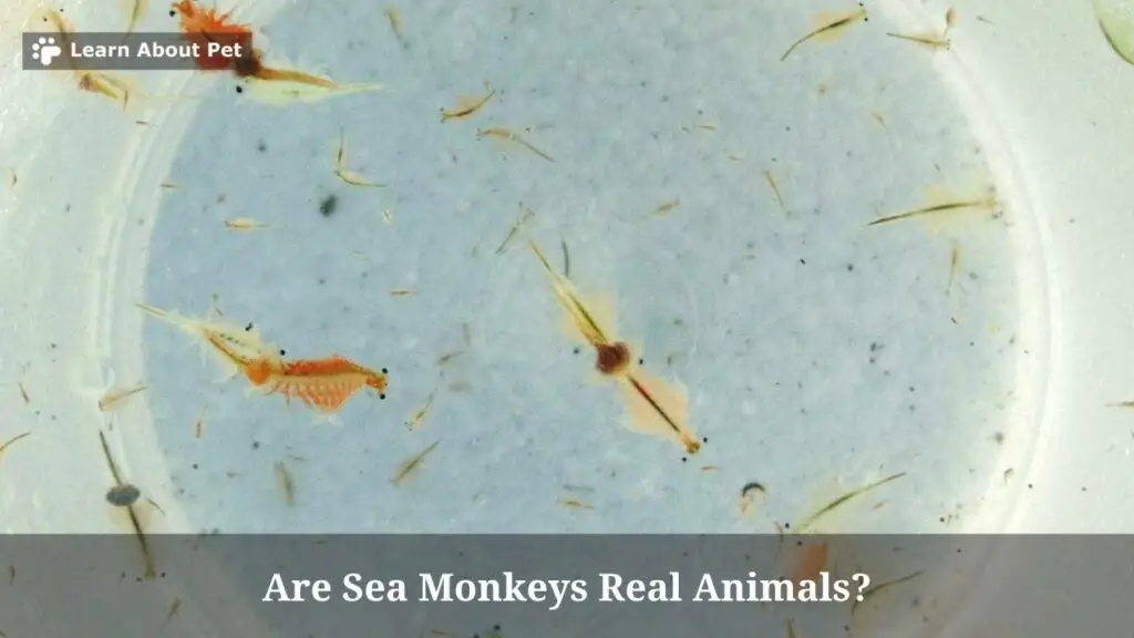 Are Sea Monkeys Real Animals? (9 Interesting Facts) - 2024