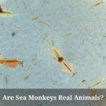 Are Sea Monkeys Real Animals